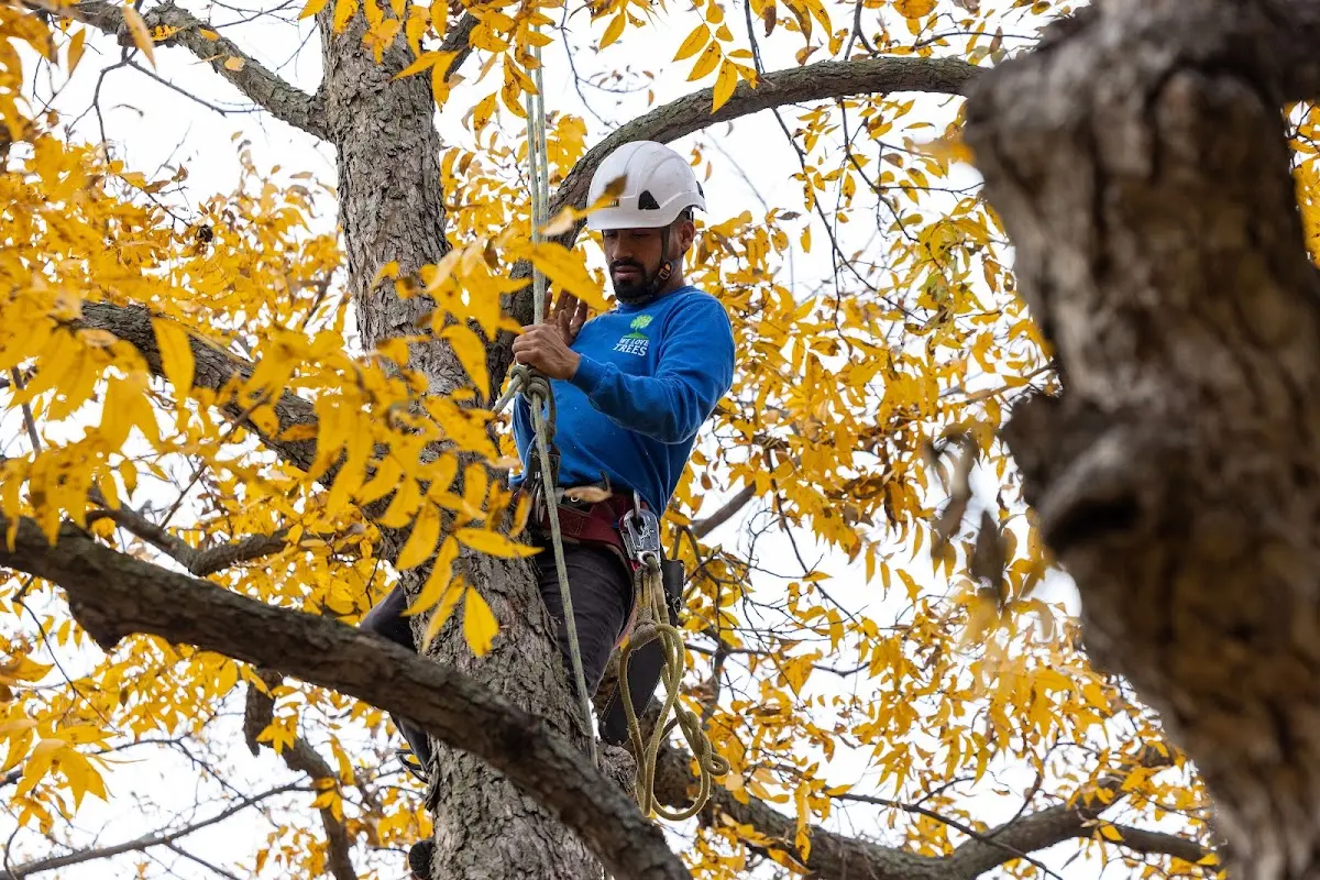 Skilled Tree Pruning crew working in Paoli