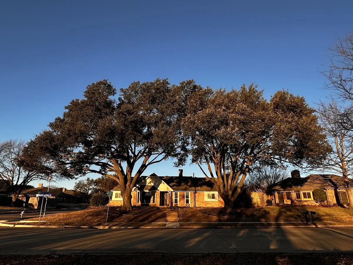 Established residential canopy tree shading a home in Paoli